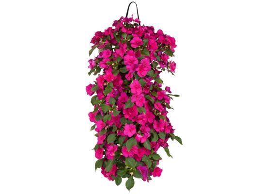 Niecierpek w wiszącej torbie