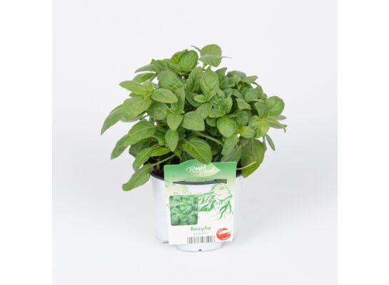 Bazylia wys. 17 cm don. 13 cm