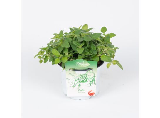 Mięta wys. 18 cm don. 13 cm