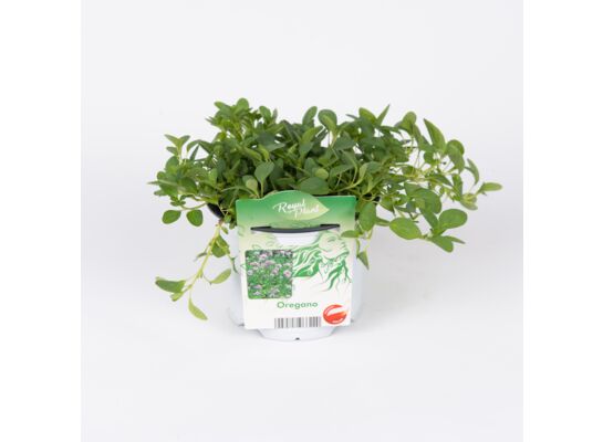 Oregano wys. 19 cm doni.13 cm