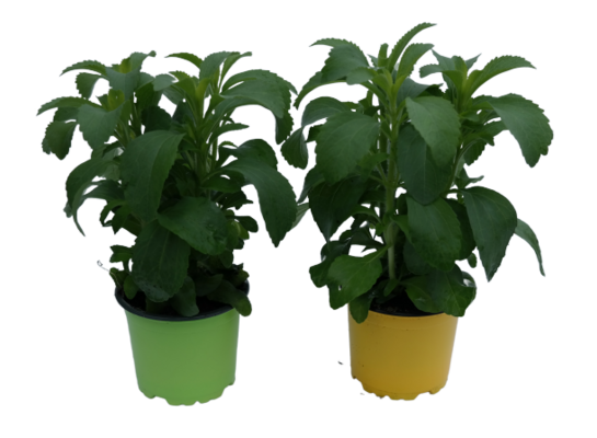 Stevia wys. 20 cm don. 13 cm
