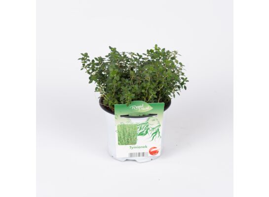 Tymianek wys. 21 cm don. 13 cm