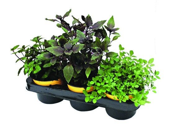 Zioła mix 3-pak wys. 16 cm