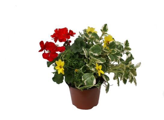 Trio-Mio Mix wys. 30 cm don. 12 cm