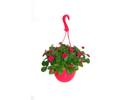 Truskawki w wiszącej donicy wys. 20 cm don. 20 cm