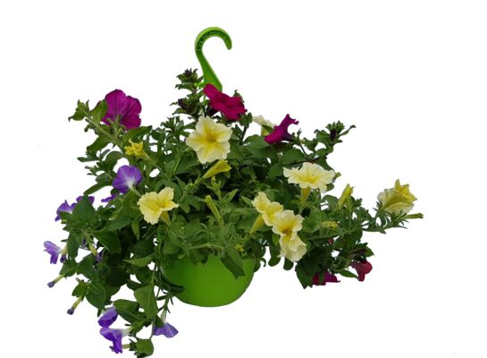 Rośliny kwitnące w wiszącej donicy wys. 30 cm don. 21 cm