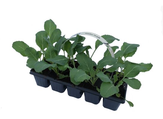 Kalafior 10-pak don. 6x6 cm