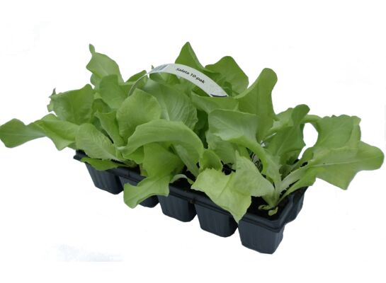 Sałata 10-pak don. 6x6 cm