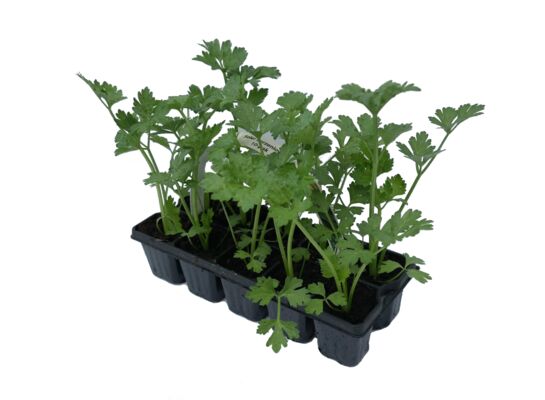 Seler korzeniowy 10-pak don. 6x6 cm