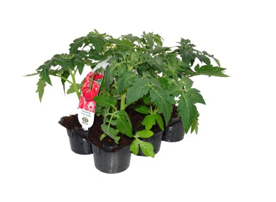 Pomidor wielkoowocowy 6-pak