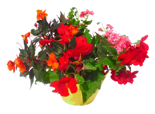 Kwitnąca misa don.22 cm