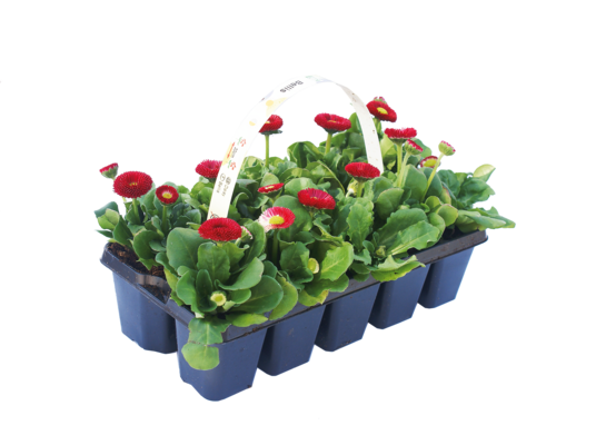 Stokrotki (różne odmiany), 10-pak , wys. 15 cm