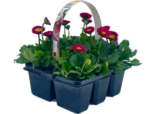 Stokrotka, 6-pak wys. 15 cm