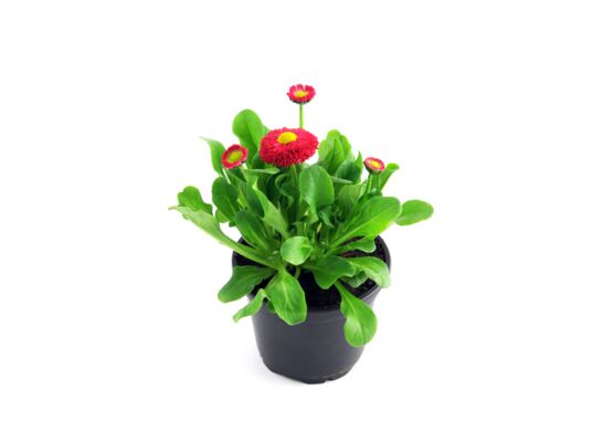 Stokrotka, wys. 15 cm, don.9 cm