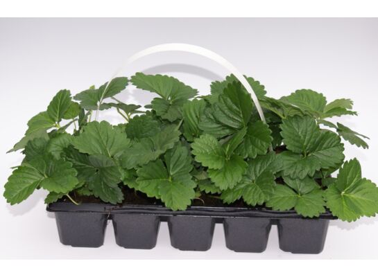 Truskawki 10-pak odmiana Vibrant don. 6x6 cm