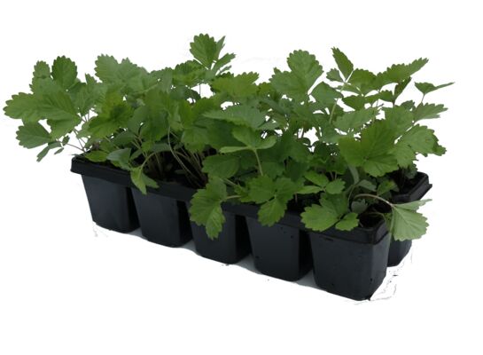 Poziomki 10-pak odmiana Regina don. 6x6 cm