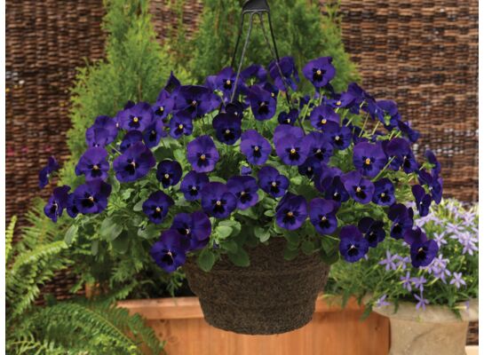 Bratek "Cool wave" w amplu, wys. 15 cm, śr.don.19 cm