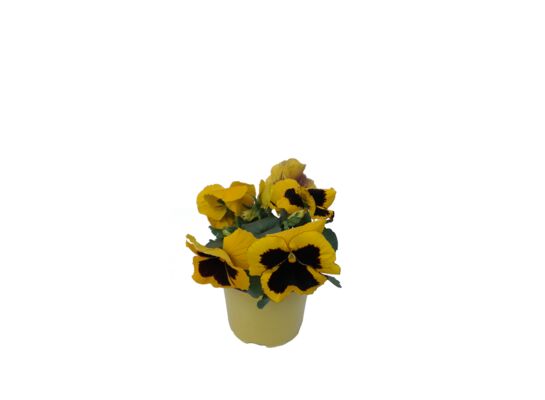 Bratek wielkokwiatowy, wys. 15 cm don.12 cm