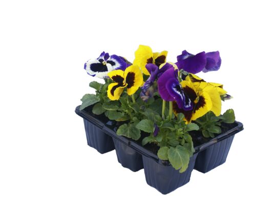 Bratek wielkokwiatowy, 6-pak , wys. 15 cm