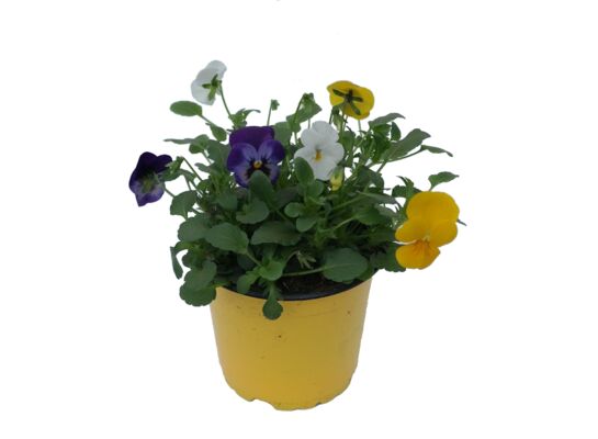 Bratek miniaturowy, wys. 15 cm, don.12 cm