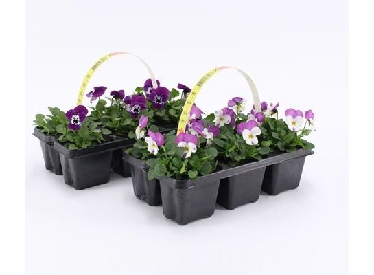 Bratek miniaturowy, 6-pak , wys. 15 cm