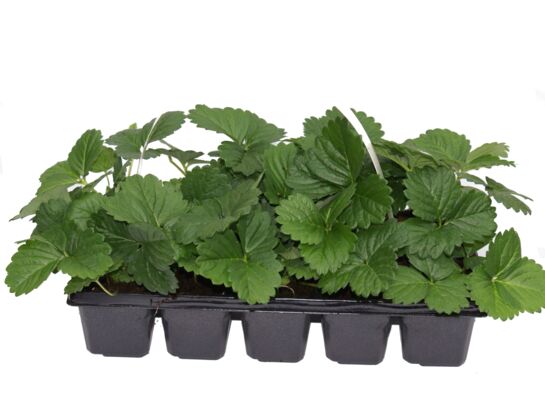 Truskawki 10-pak odmiana Honeyone don. 6x6 cm