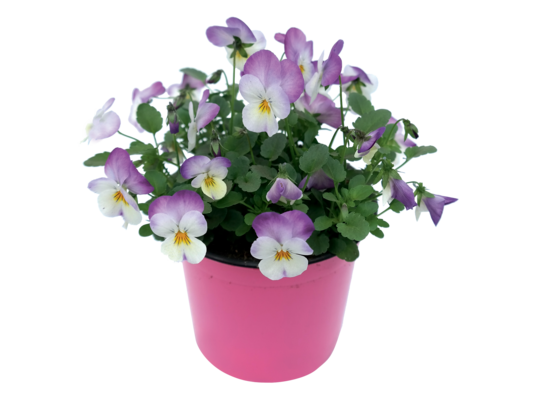 Bratek miniaturowy wys. 15 cm, don. 9 cm