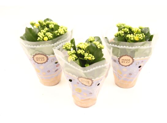 Kalanchoë Double mix wysokość 15 cm doniczka 9 cm