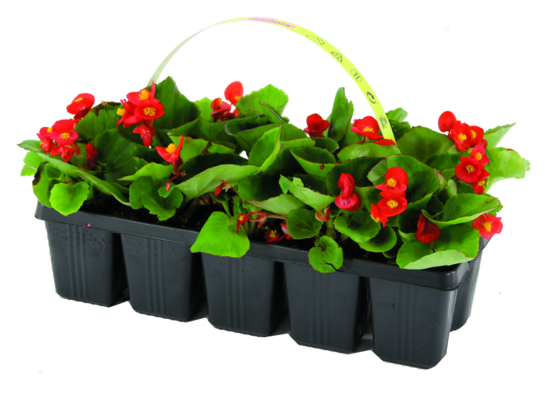 Begonia 10-pak wys. 10 cm don. 5 cm