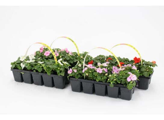 Niecierpek 10-pak wys. 10 cm don. 5 cm