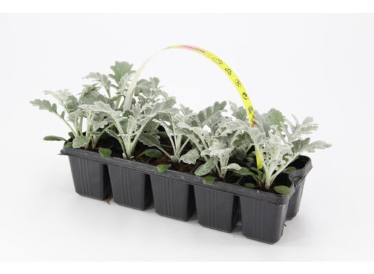 Starzec 10-pak śr wys. 10 cm don. 5 cm