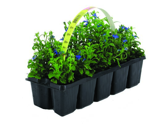 Lobelia 10-pak wys. 10 cm don. 5 cm