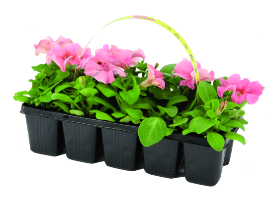 Petunia 10-pak wys. 10 cm don. 5 cm