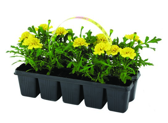 Aksamitka 10-pak wys. 10 cm don. 5 cm