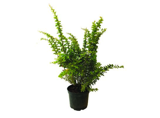 Berberys wys.: 60-80 cm, śr. doniczki 22 cm