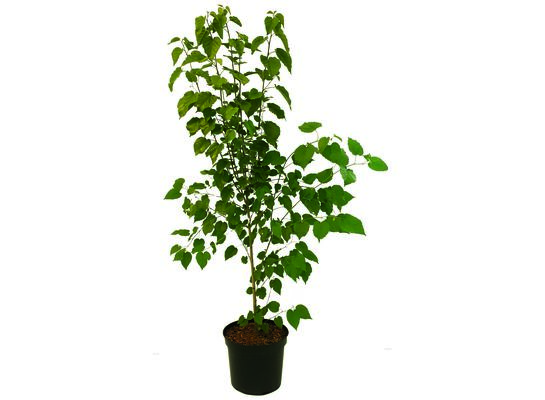 Kolekcja drzew 150-200 cm C5