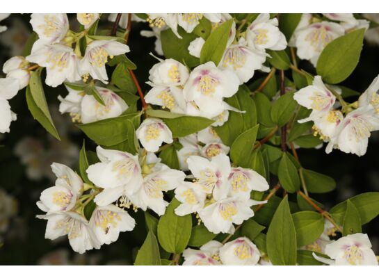 Jaśminowiec 'Belle Etoile'