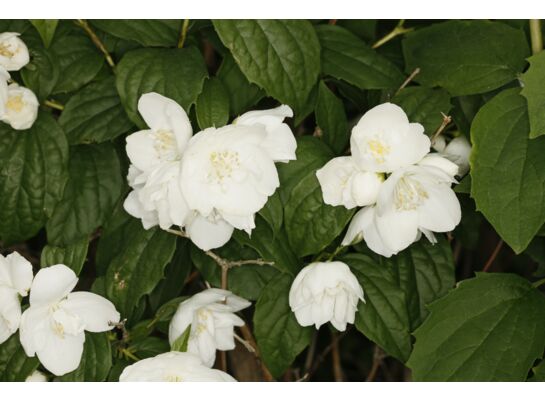 Jaśminowiec 'Virginal'