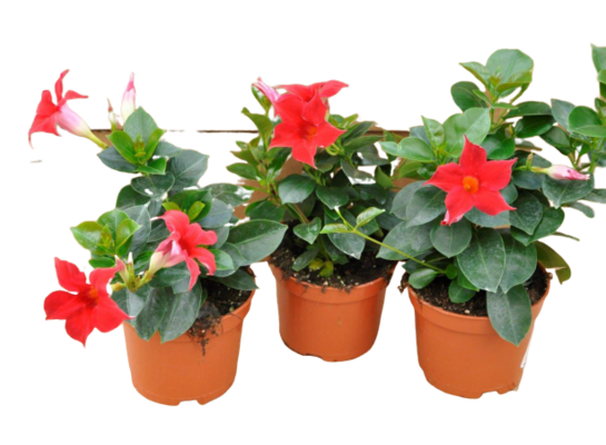 Dipladenia Sundaville czerwona wys. 25 cm don. 12 cm