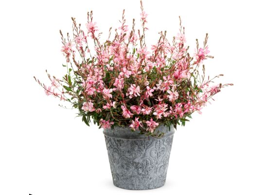 Gaura wys. 30 cm don. 10 cm