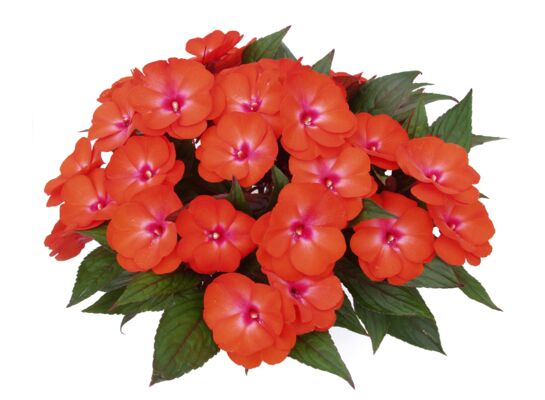 Niecierpek Nowogwinejski wys. 30 cm don. 10 cm