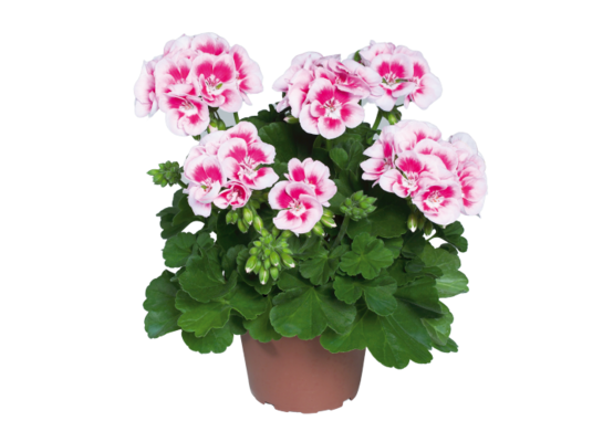 Pelargonia rabatowa wys. 25 cm don. 12 cm