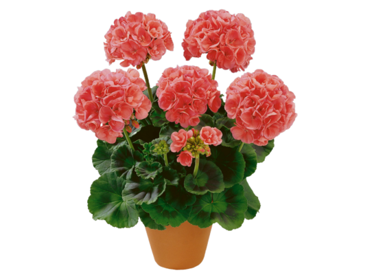 Pelargonia rabatowa wys. 25 cm don. 12 cm