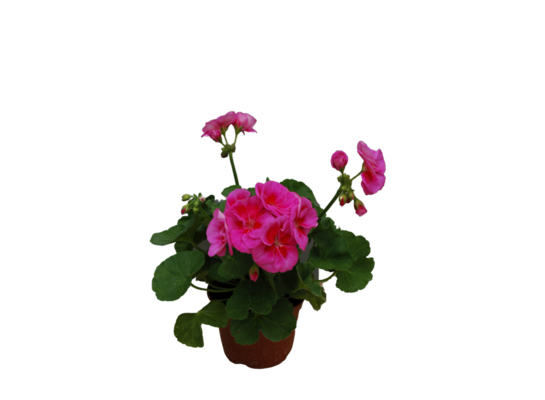 Pelargonia rabatowa wys. 25 cm don. 12 cm