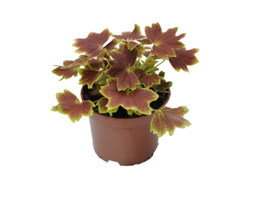 Pelargonia rabatowa wys. 25 cm don. 12 cm