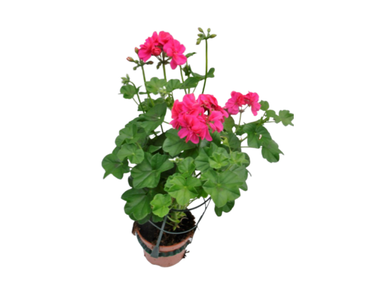 Pelargonia bluszczolistna wys. 25 cm don. 12 cm
