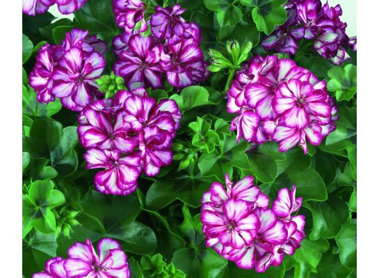 Pelargonia bluszczolistna