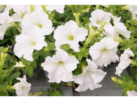 Petunia Conchita Grande white wys. 25 cm don. 12 cm