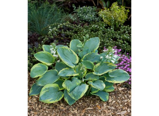 Funkia-Hosta wys. 35 cm don. 17 cm