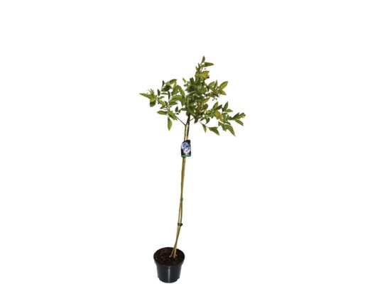 Borówka amerykańska na pniu wys. 80-100 cm don. 2 l